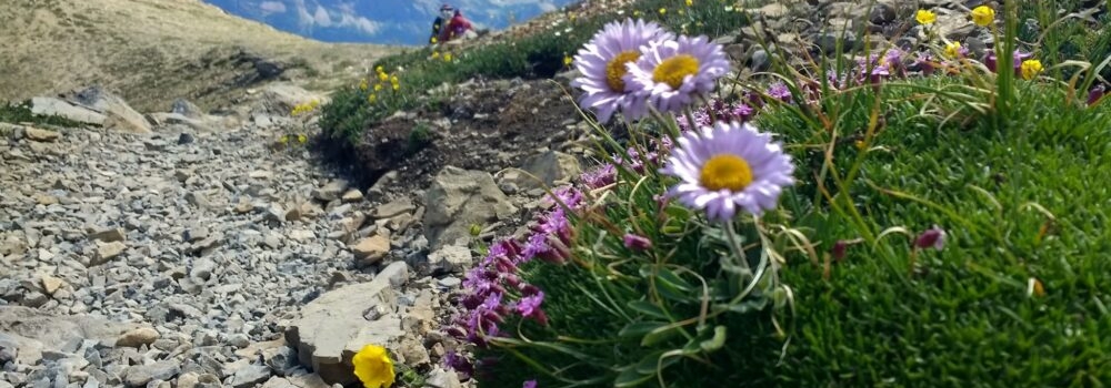 Asters2